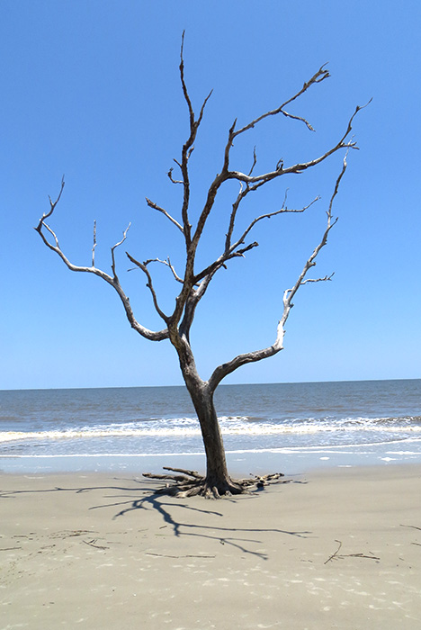 Driftwood Beach