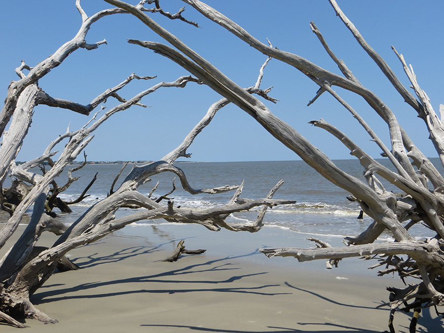 Driftwood Beach 2