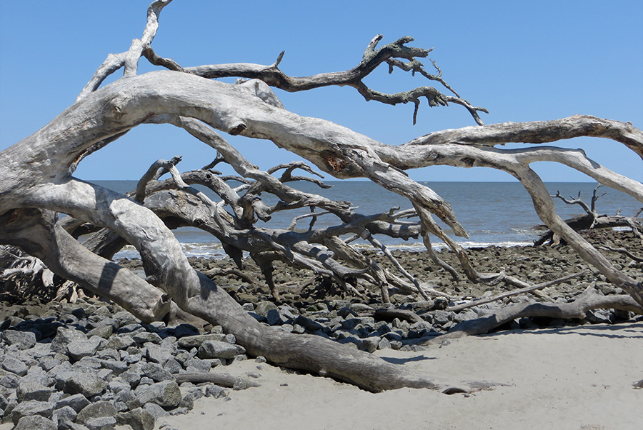 Driftwood Beach 3
